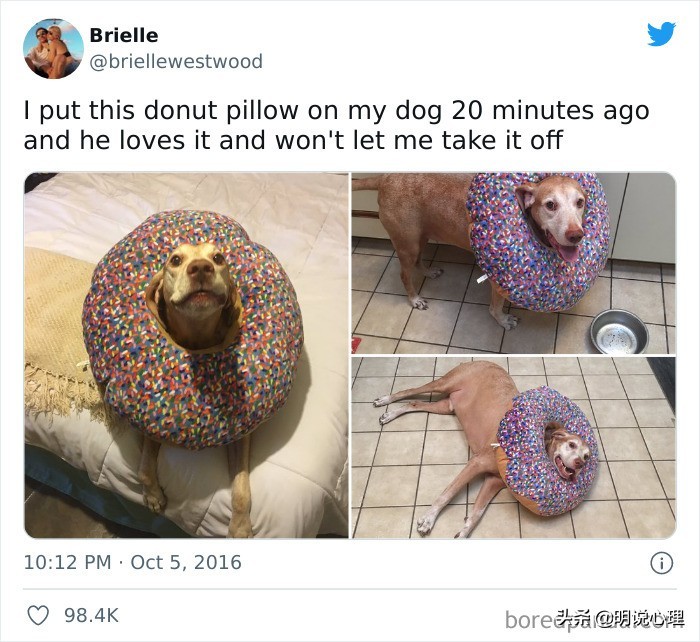 猫咪和鼠鼠的故事,猫和鼠的友谊真实故事