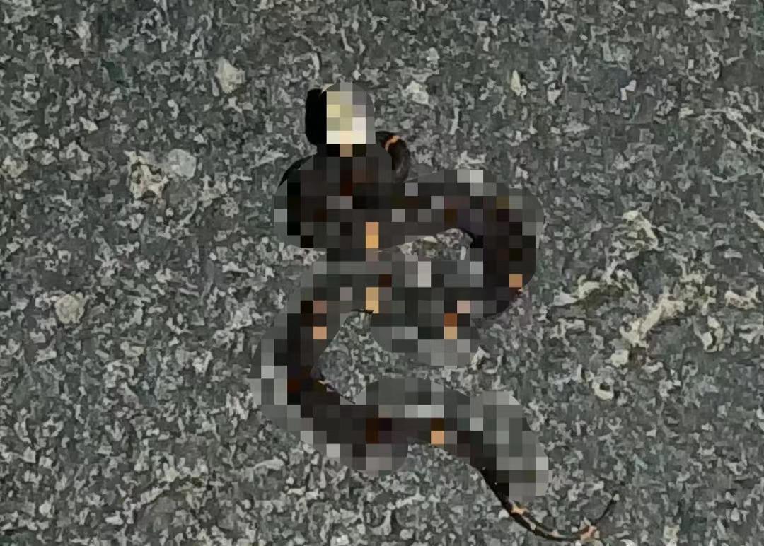 银环蛇是中国最毒的毒蛇吗,十堰发现白头蝰蛇