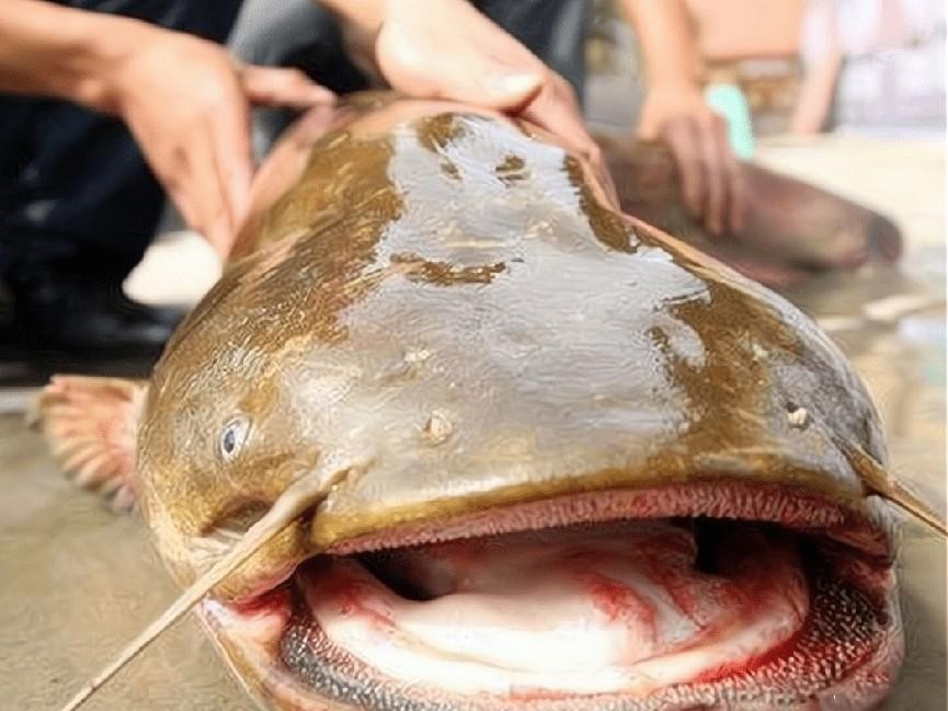 最容易有寄生虫的鱼,公认最脏的4种鱼