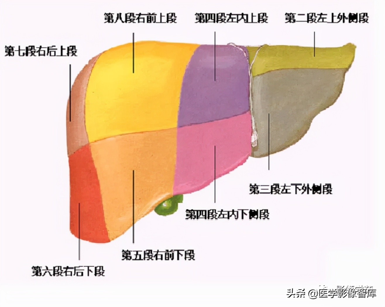 肝脏影像分叶分段解剖图,肝脏分段解剖图谱