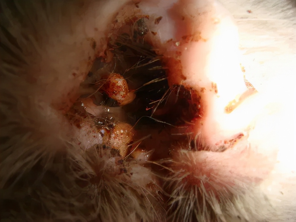 猫咪去宠物店洗完澡过敏,猫咪去宠物店洗澡引起应激反应