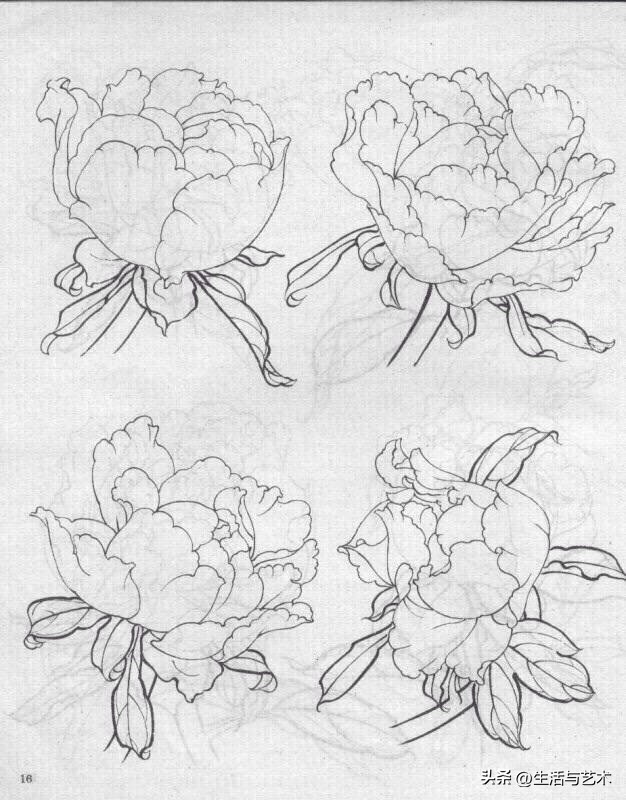 工笔牡丹和鸟白描图片欣赏,王道中工笔牡丹白描稿马蹄莲