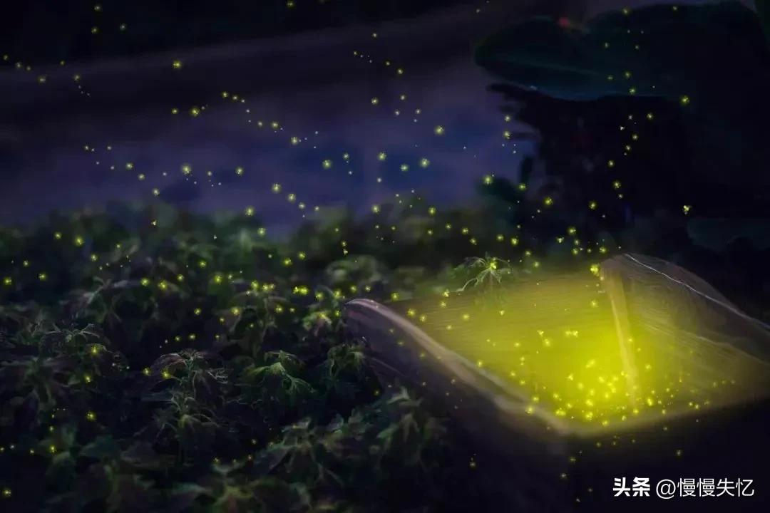 描写萤火虫的著名诗句,萤火虫诗句大全