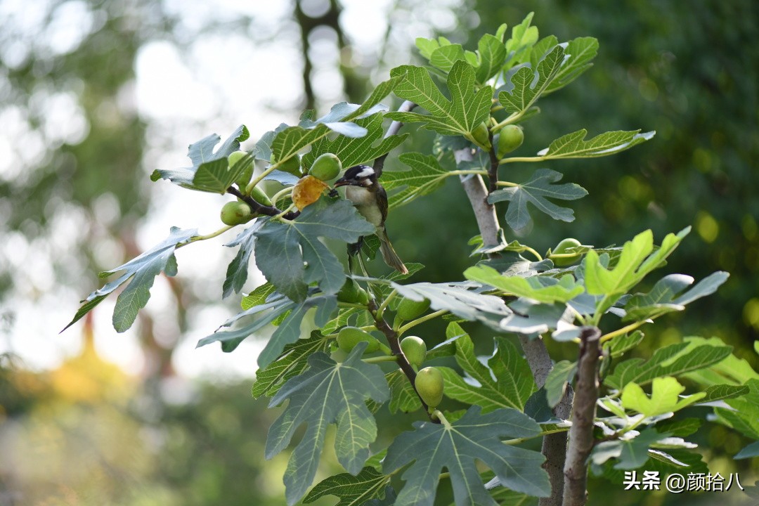 流放到菜地的花儿们，尽情绽放吧，不管在哪里｜园丁