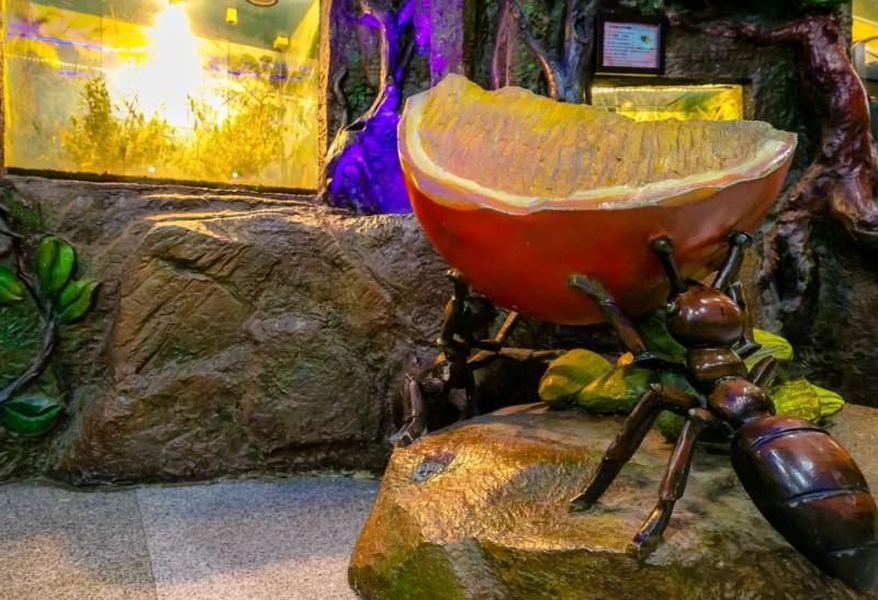 上海昆虫博物馆附近好玩的,上海科普昆虫世界