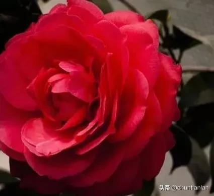 山茶花纯音乐,山茶花