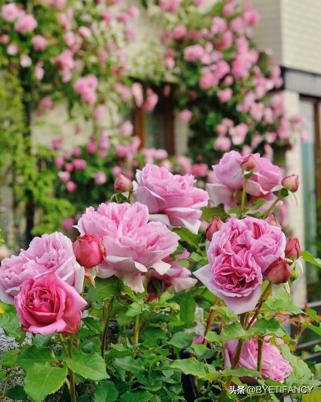 金钻花浇水的正确方法,花干了浇水还能活吗