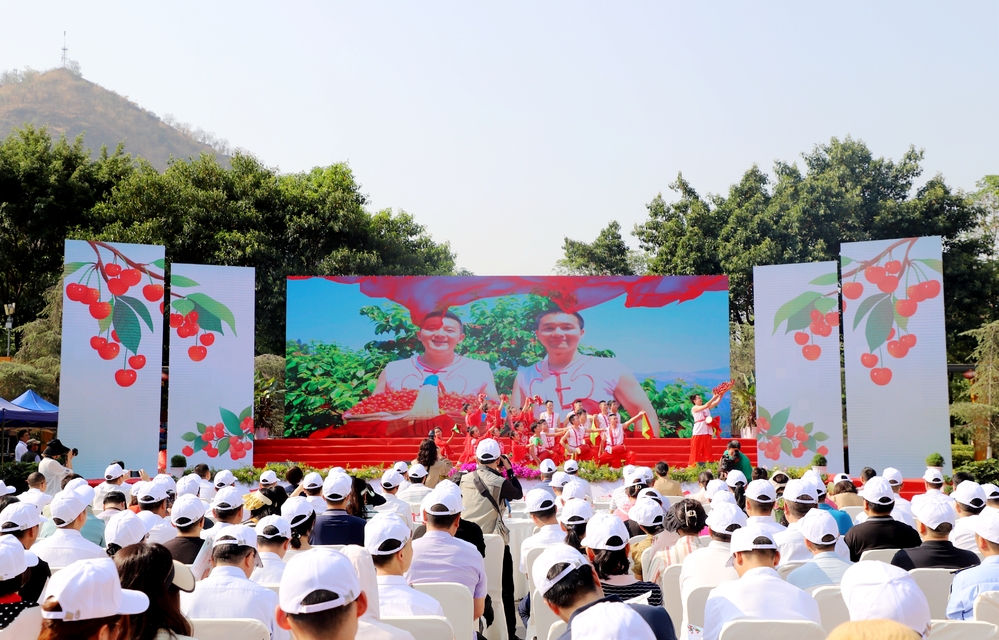 红玛瑙樱桃米易,米易县樱桃红