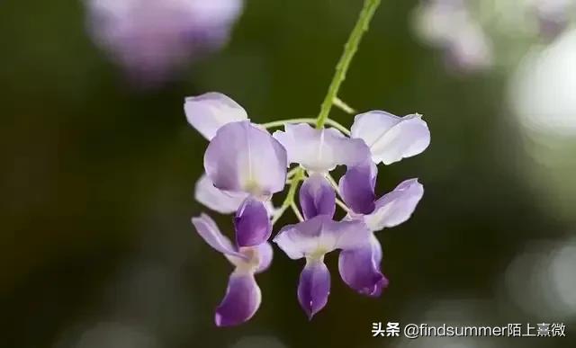 司藤爱情,司藤和半妖司藤是一样的吗