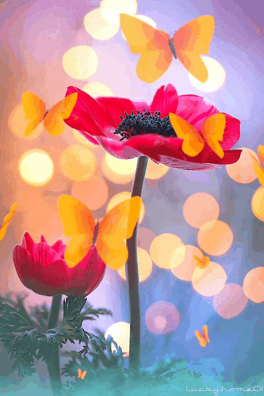 木槿花的迷恋,栀子花的思念抖音