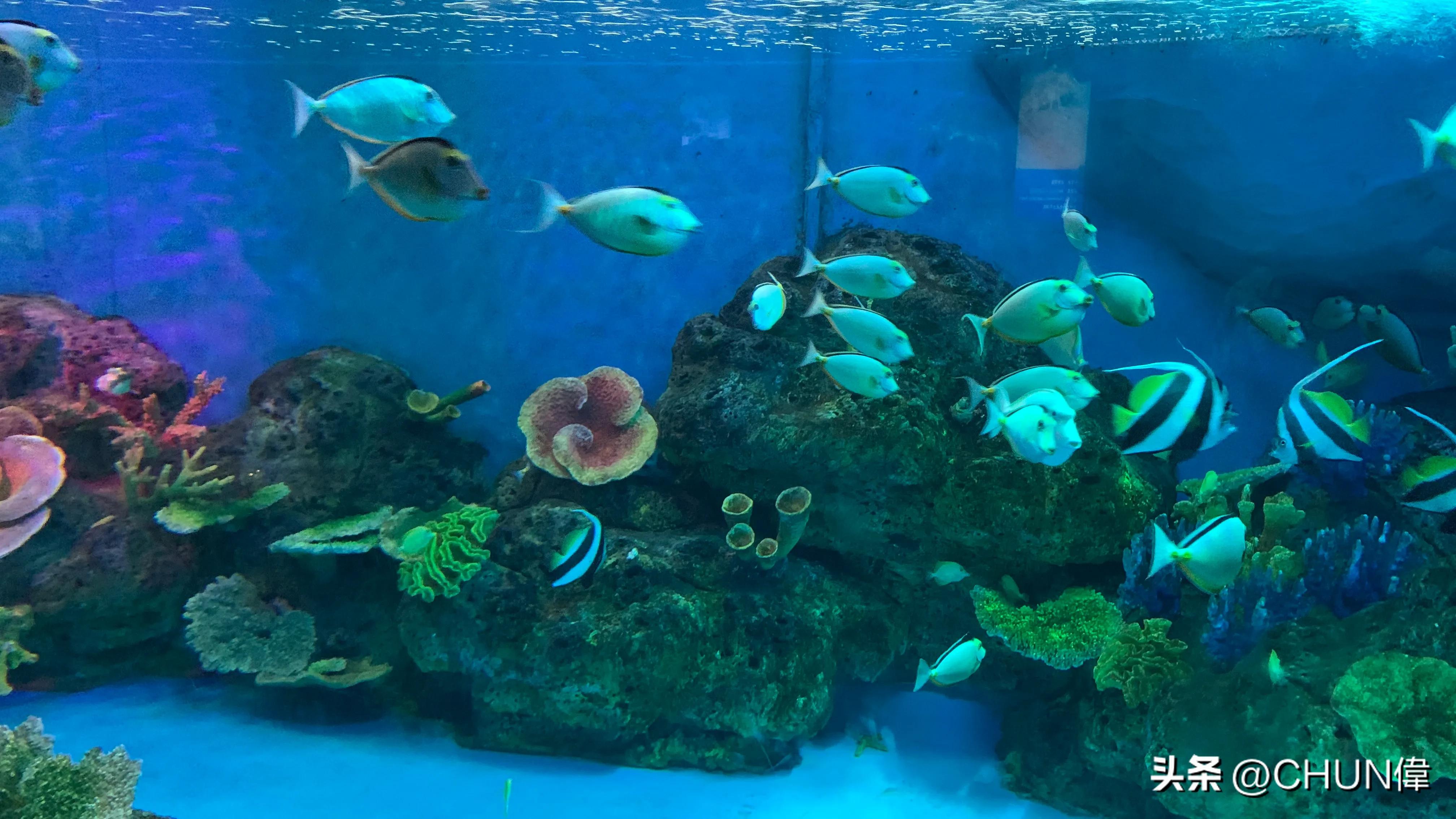 自由行厦门鼓浪屿四天怎么安排,鼓浪屿一日游五一