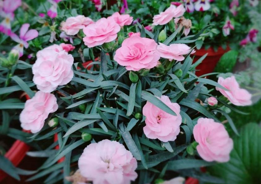 新手养花教你几个小技巧,新手想养花最好简单3步