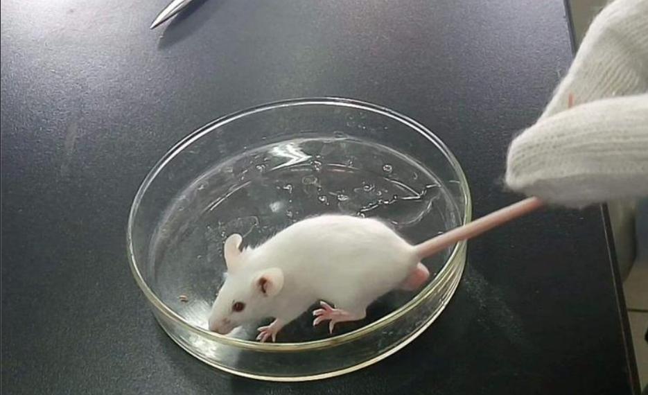 人类真的能杂交吗,人类动物能混血吗