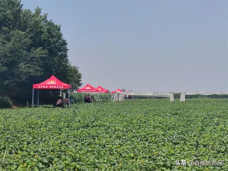 磴口县第二十七届华莱士节开幕,内蒙古巴彦淖尔市磴口县华莱士