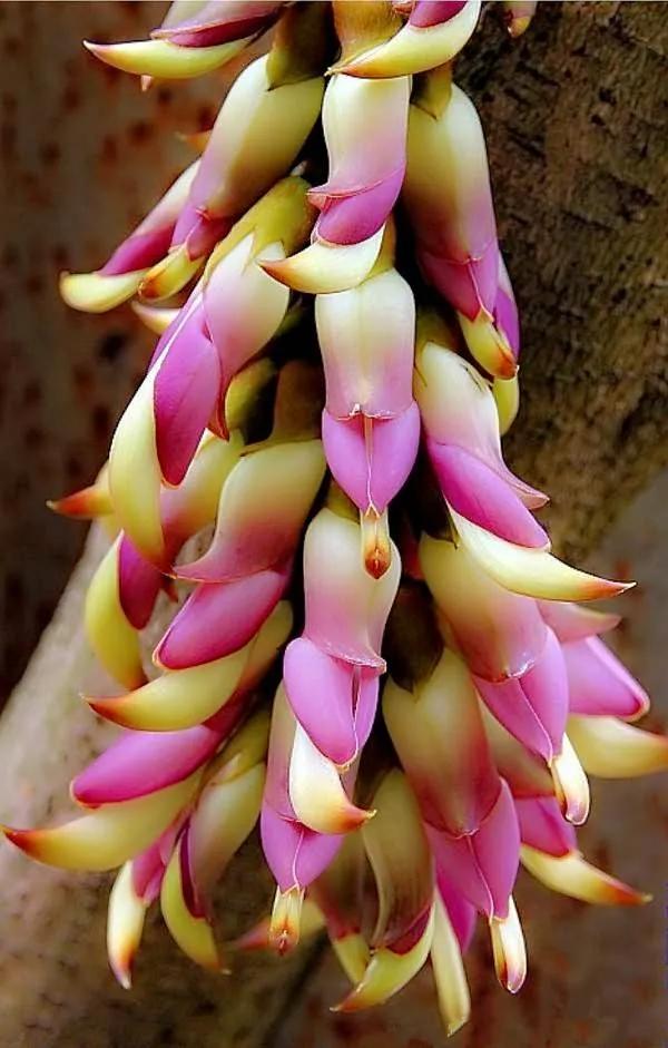 赏花旅游种什么花,春季去公园踏青上百种花让人眼花