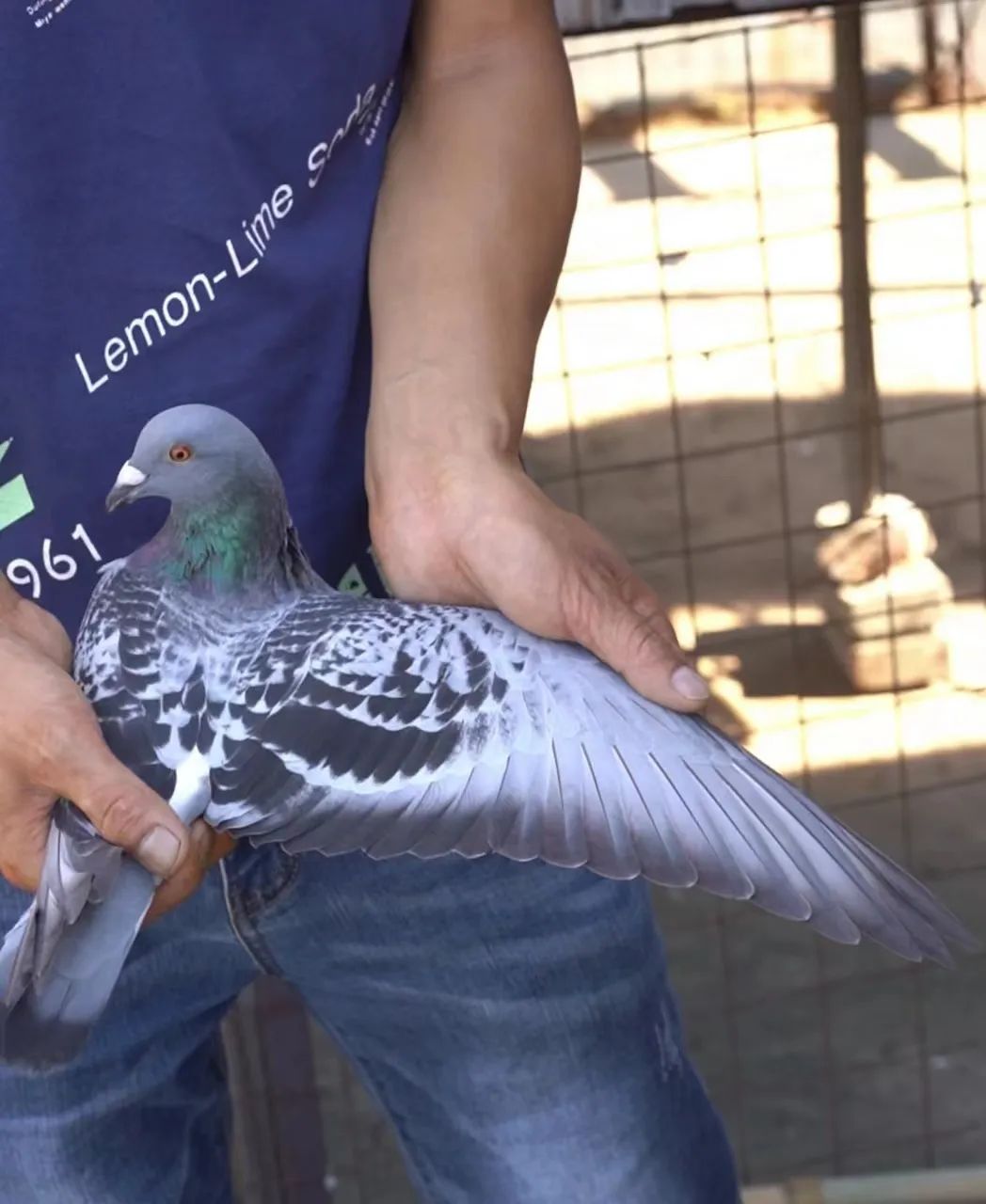 陋棚一样可以飞出“飞龙荣耀杯”13760羽总冠军，王志杭夺得亚军