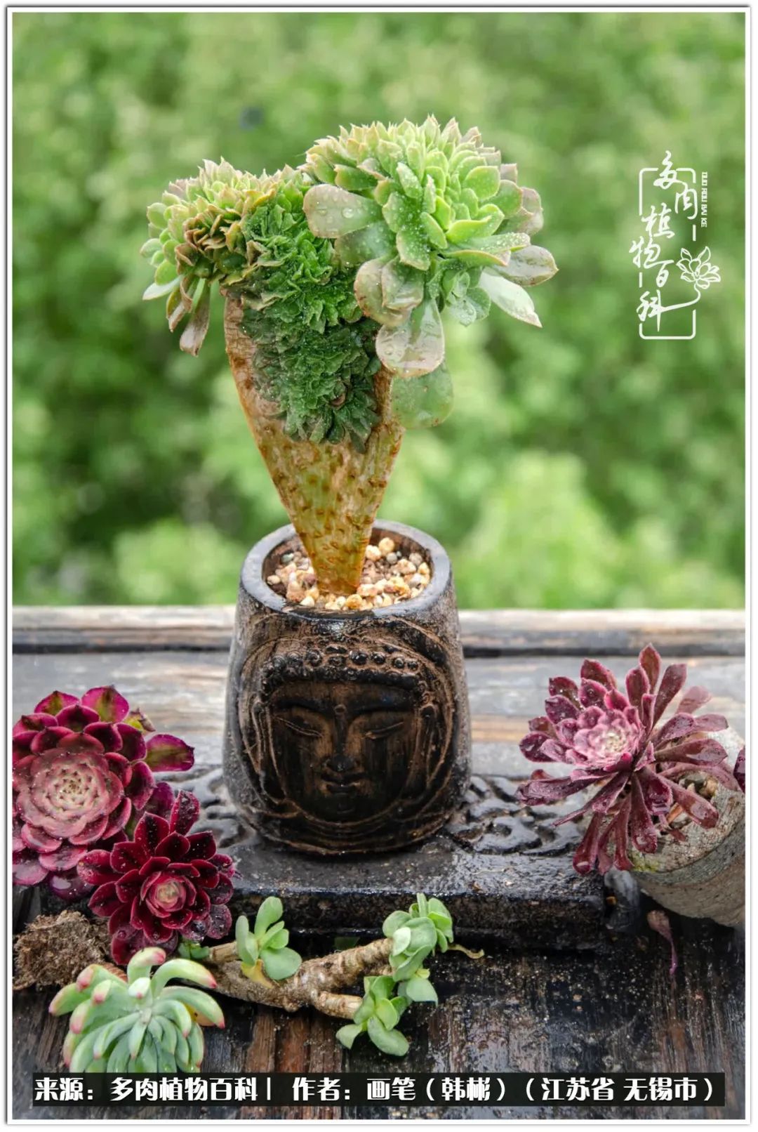 盆景多肉常遇到的问题,多肉盆景无穷小