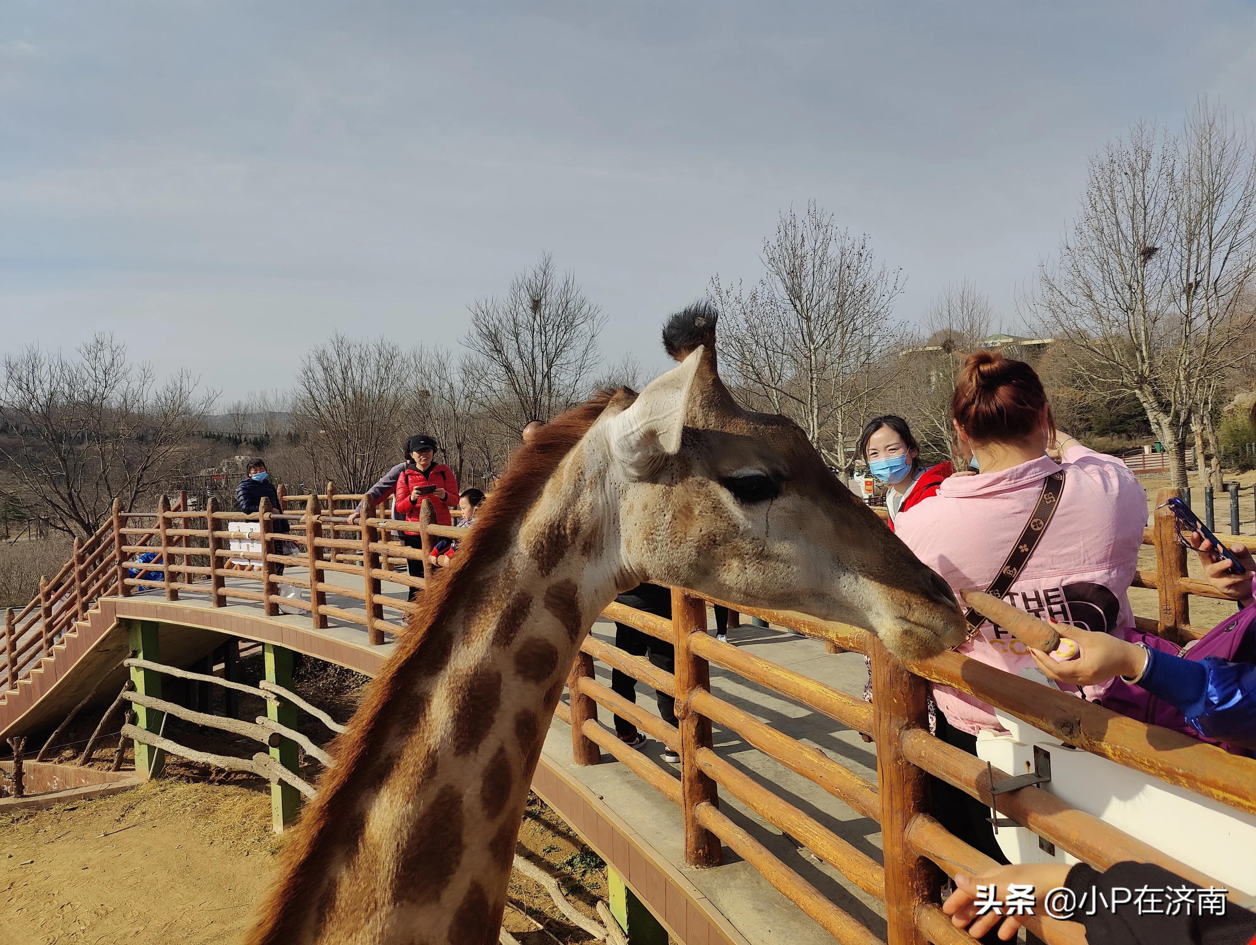 何为野生动物园,成都野生动物园