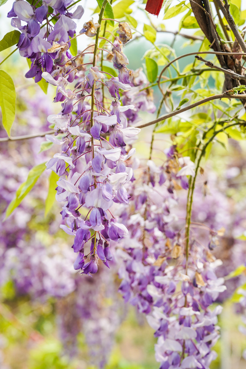宿州两日游,宿州旅游攻略三日游