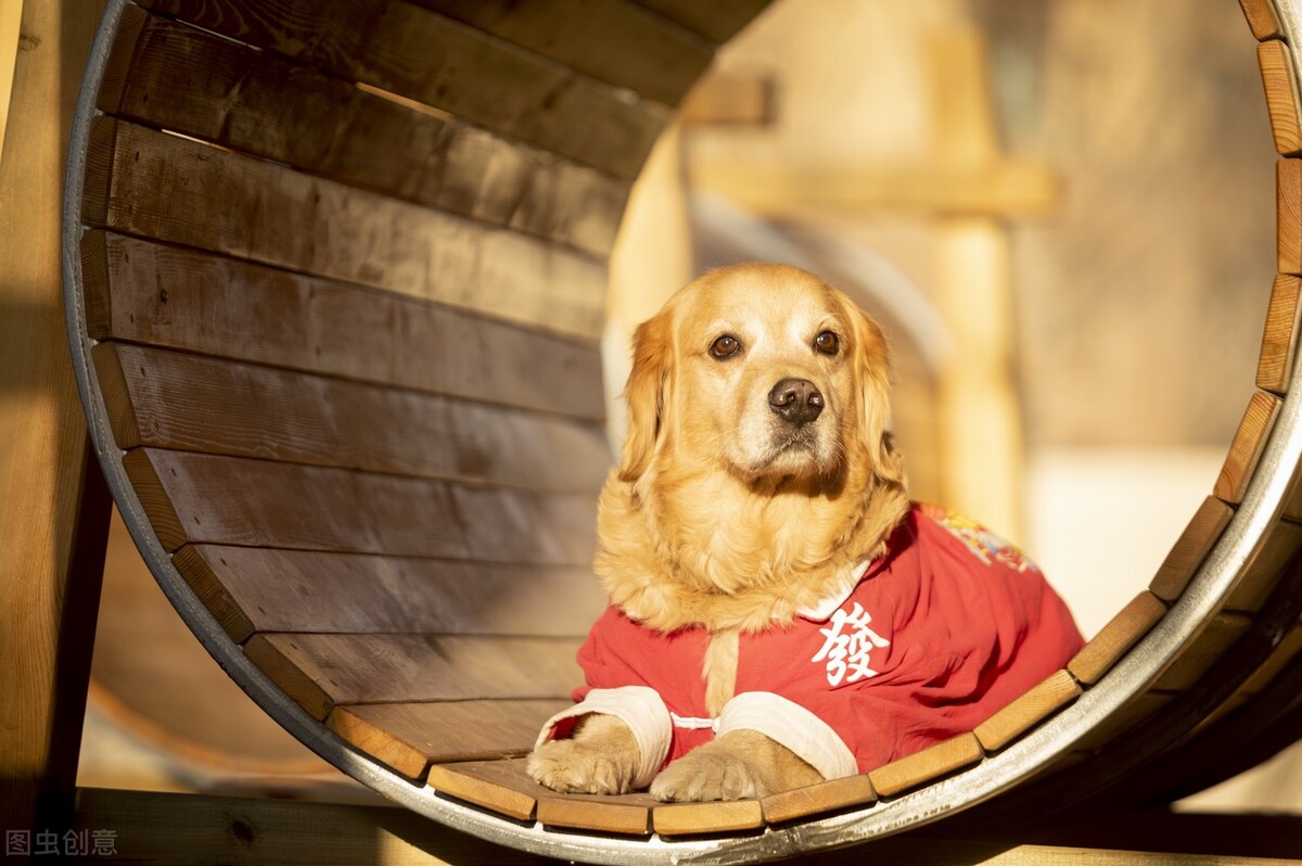 教狗狗定点便便就哼哼,怎么让狗狗拉便便