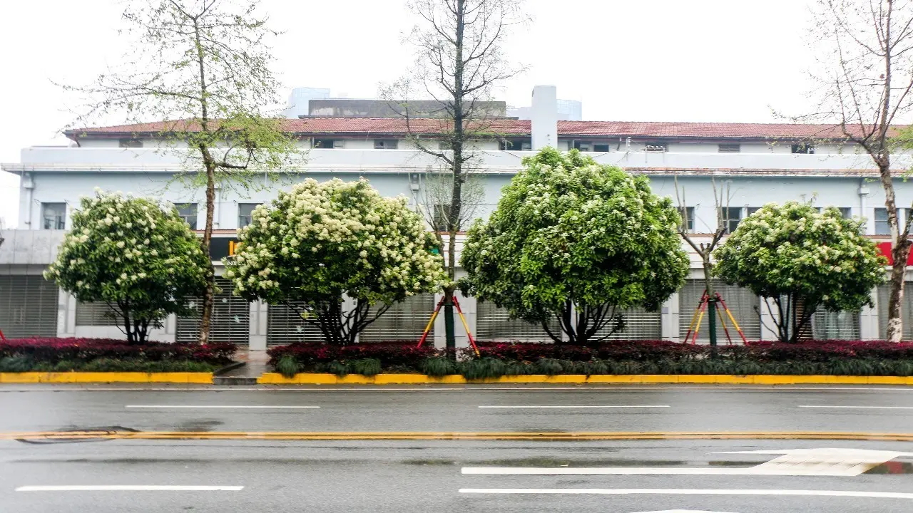 石楠花谢了石楠树却很香,石楠花开的季节