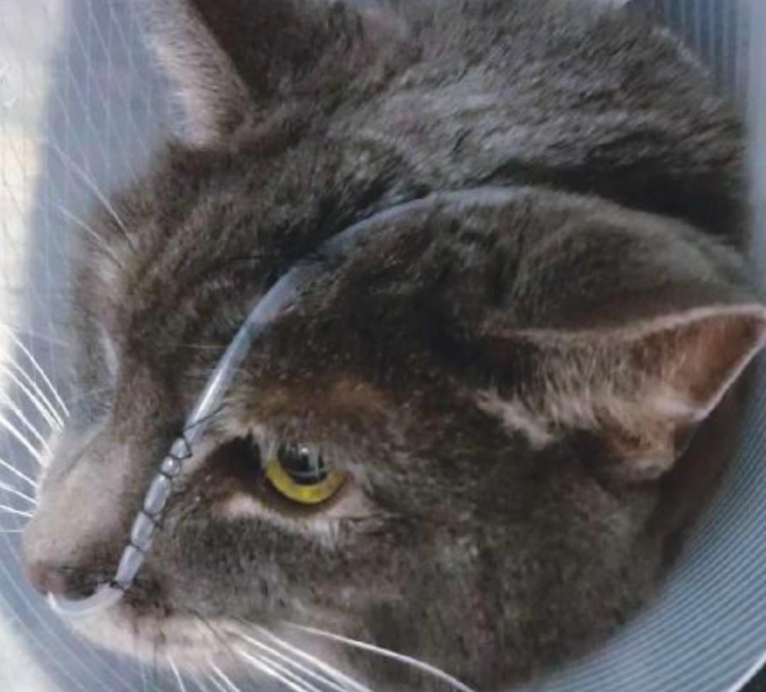 猫咪生病怎么喂流食,猫咪生病用针管喂食