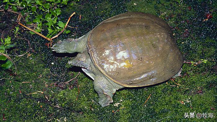 生态养鳖一亩地放多少只,养一亩中华鳖效益有多高