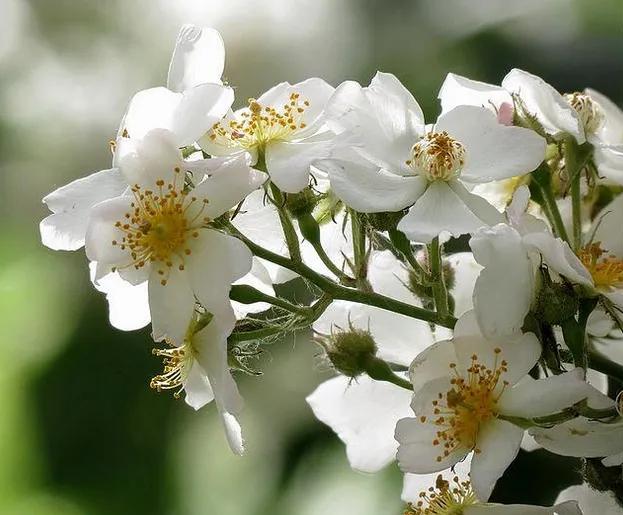 花开到荼蘼的诗句,花开荼蘼花事了诗句