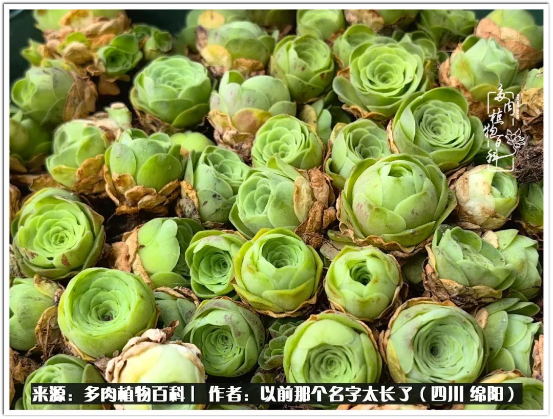 夏天山地玫瑰,小清新山地玫瑰