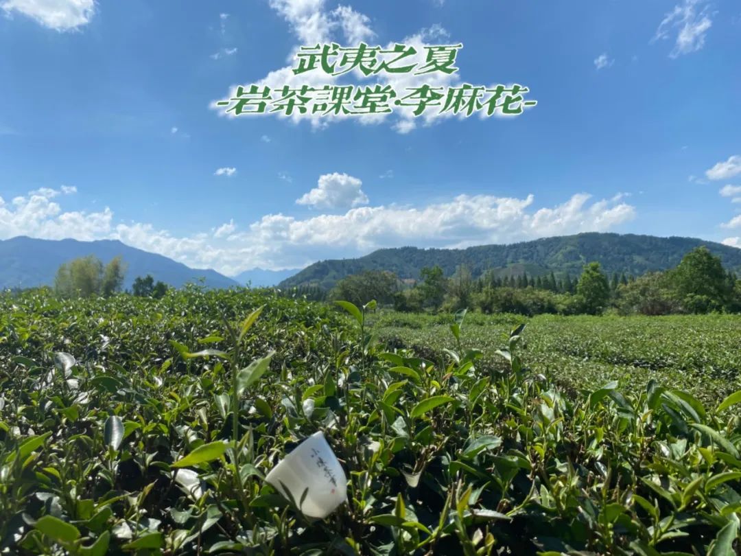 四大名枞白鸡冠岩茶一斤多少钱,岩茶白牡丹是什么茶