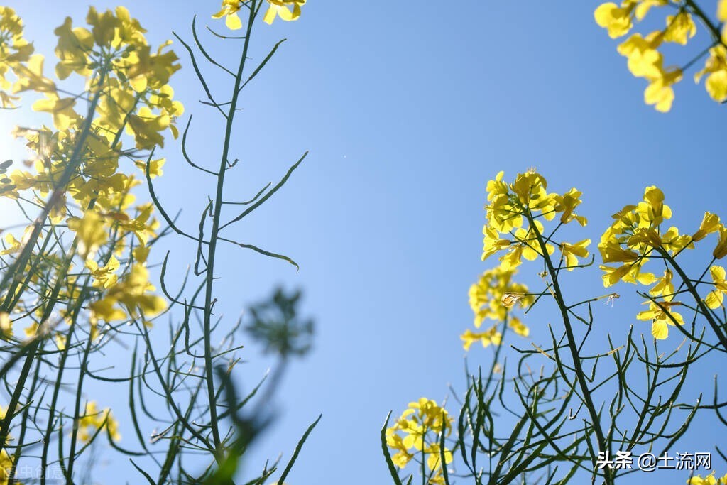 2022油菜籽价格,油菜籽价格最新报价