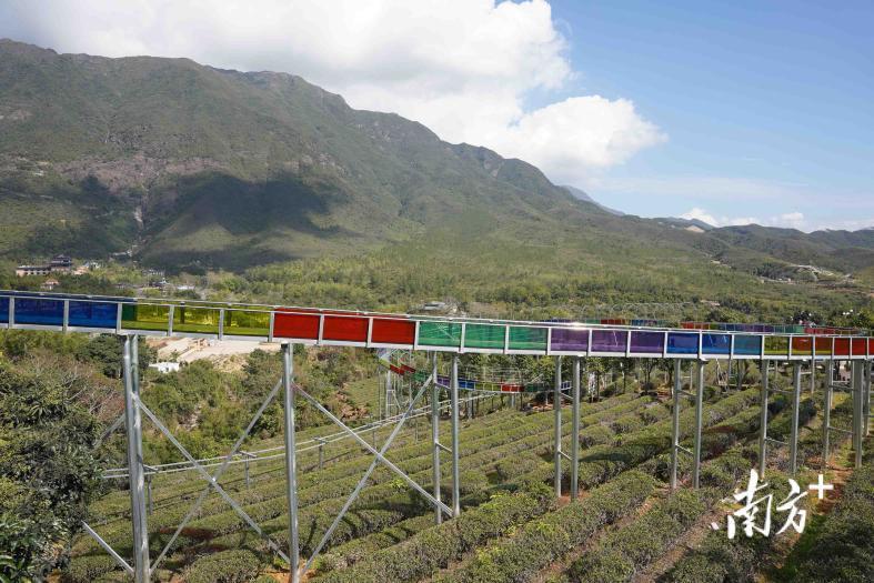 莲花茶业：走茶旅融合之路，效益年年攀升丨海丰县莲花山茶产业园系列报道⑪