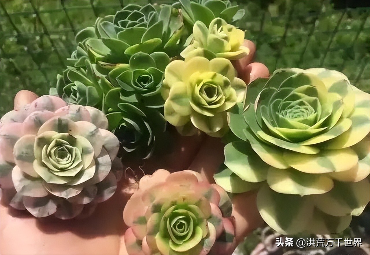 新手养山地玫瑰,山地玫瑰徒长