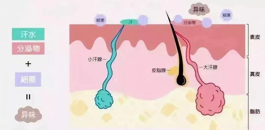 去除狐臭的方法,去除狐臭最简单的方法
