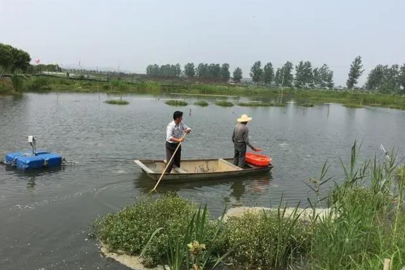 江苏龙虾之都现状,龙虾的盛产基地挺出名的地方