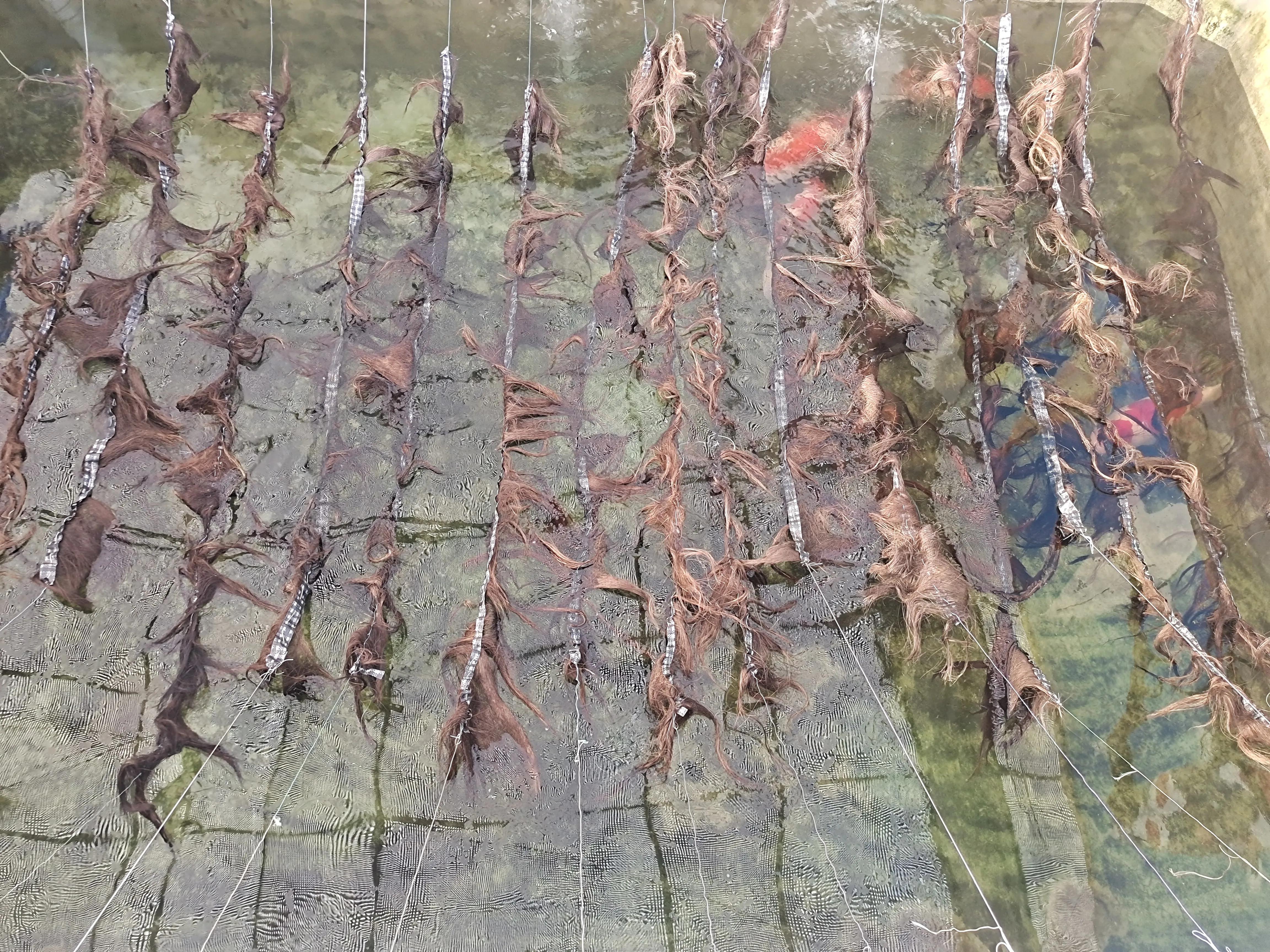 锦鲤繁殖养殖技术,红白锦鲤繁殖视频