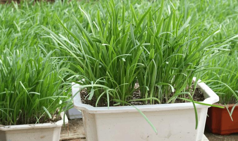 适合冬季种的绿色蔬菜,冬季可以种植的耐寒蔬菜盘点