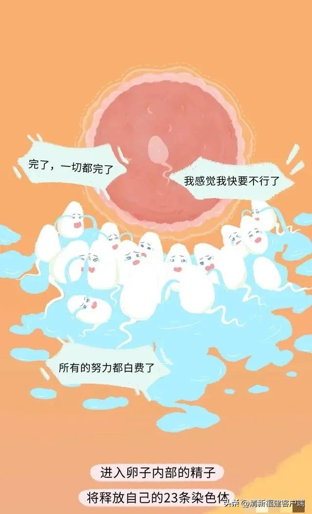 漫画专题丨这就是精子进入女性体内的全过程,太神奇了