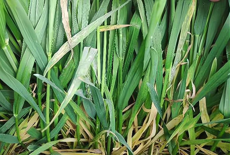 如何判断小麦是否旺长,小麦长得太旺盛了怎么控旺