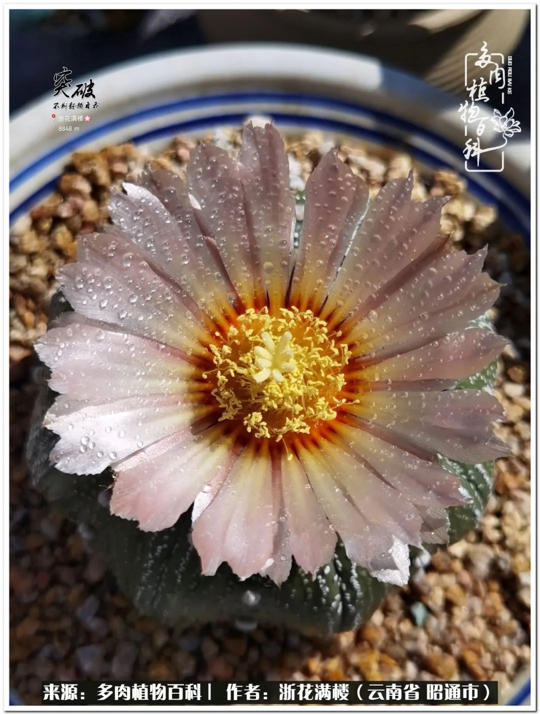 奔跑吧跑步,奔跑吧多肉盆栽