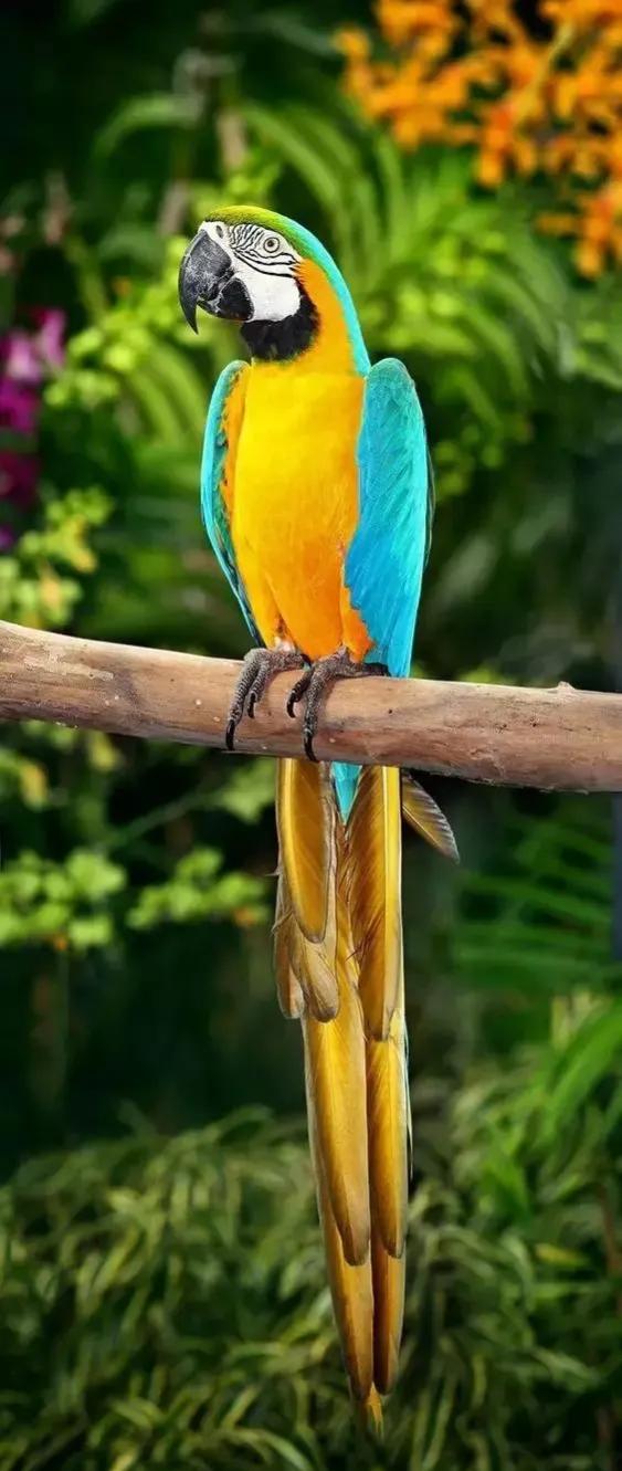 图片欣赏-金刚鹦鹉