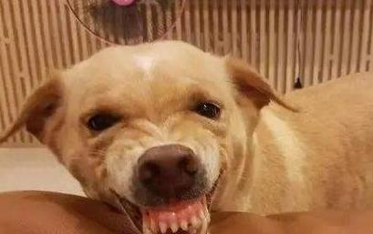 狗狗槟榔上瘾怎么办,怎么消除狗狗的戒心