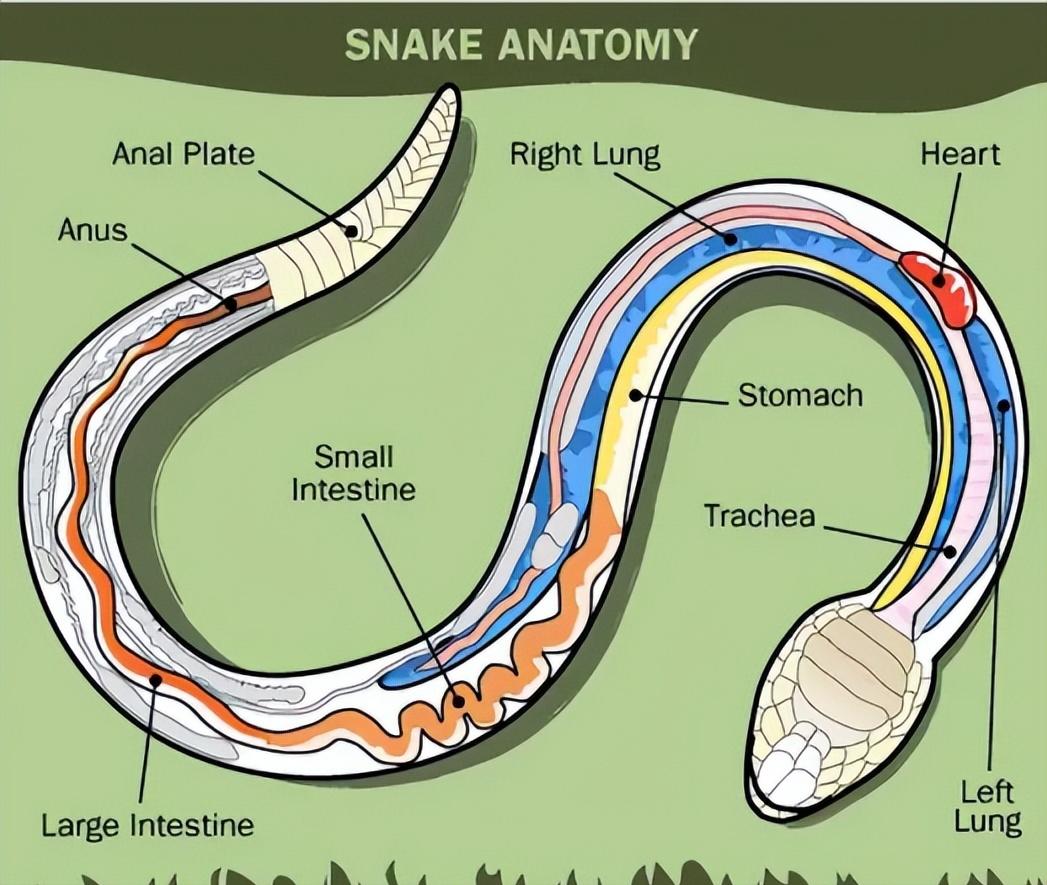 还敢随便杀蛇吗？被砍下的蛇头还能咬人，难道蛇死了还会*仇报**？