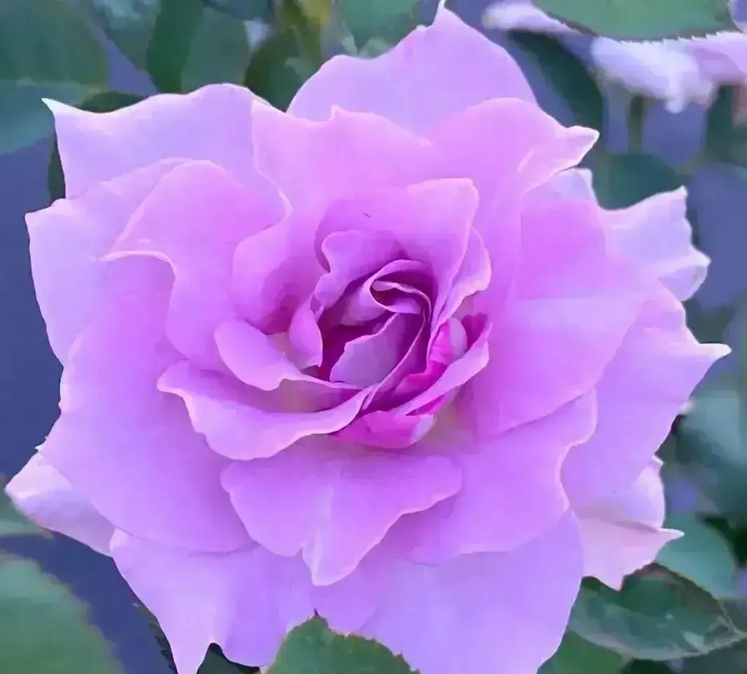 在头条创作4天的心路历程,头条创作注意事项