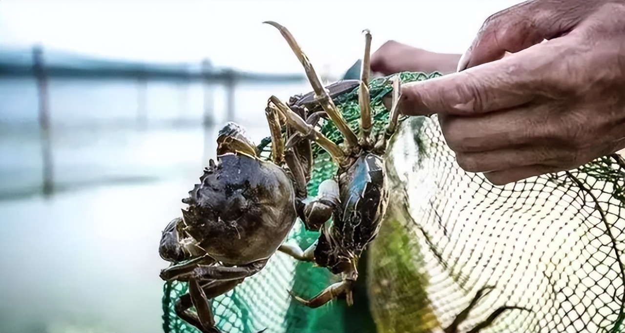 螃蟹的养殖方法和技术视频,野生山螃蟹养殖技术
