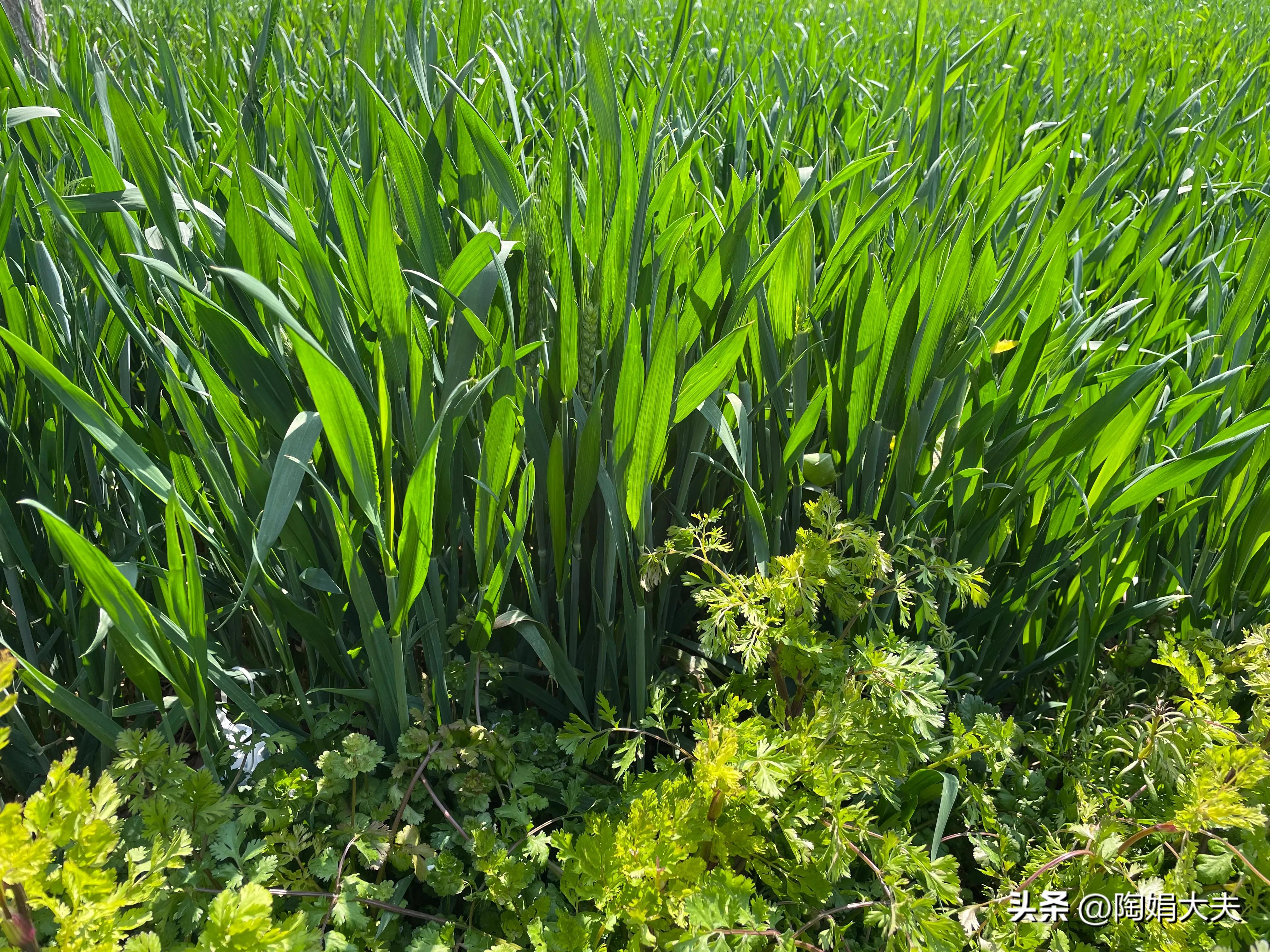 第一次绝经大姨妈不来怎么办,女人绝经后再来大姨妈正常吗