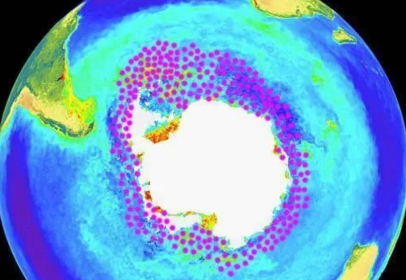 磷虾为什么被人类吃掉,人类捕食南极磷虾有多危害