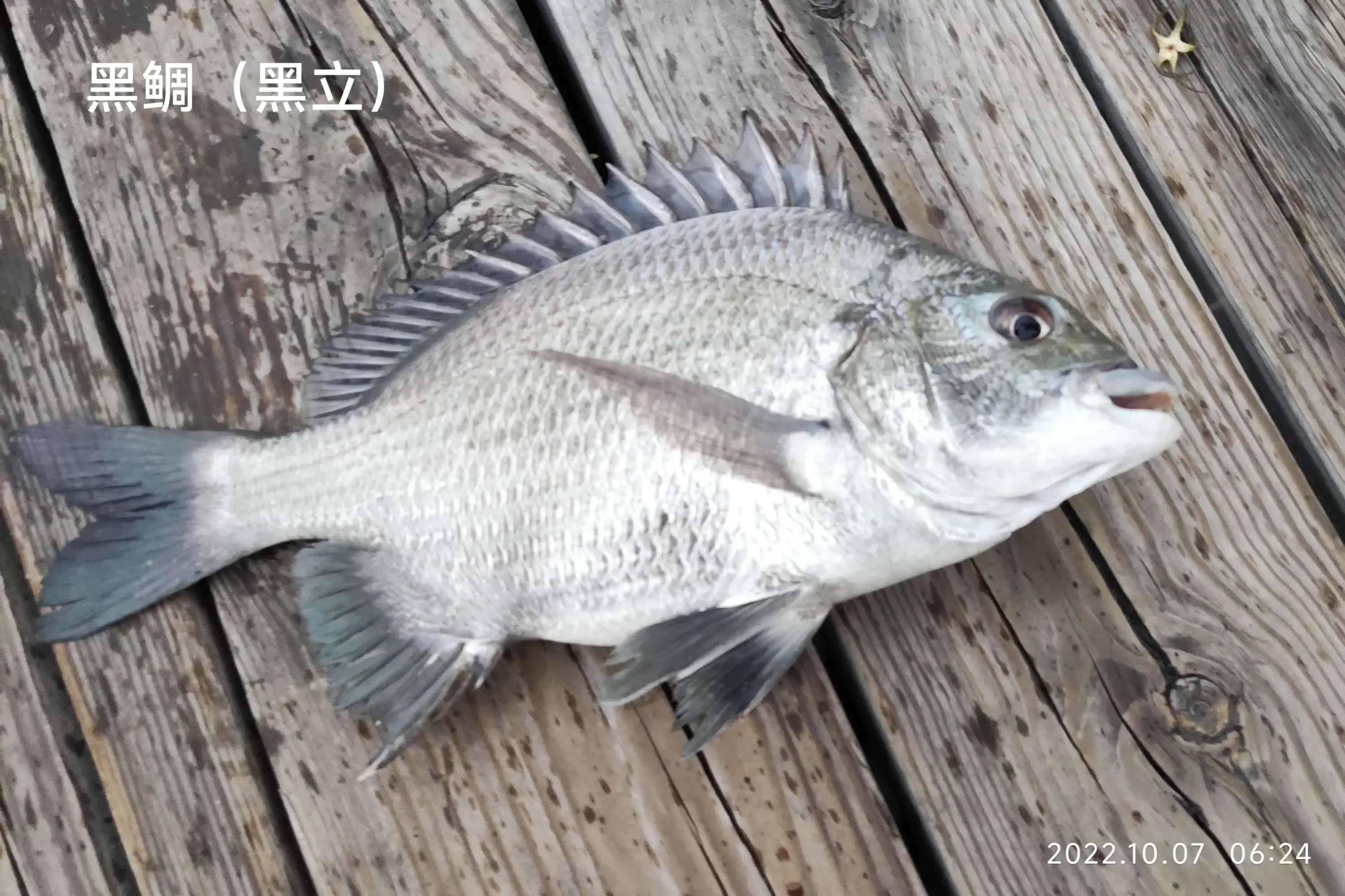 20种常见海鱼,十大常见野生海鱼
