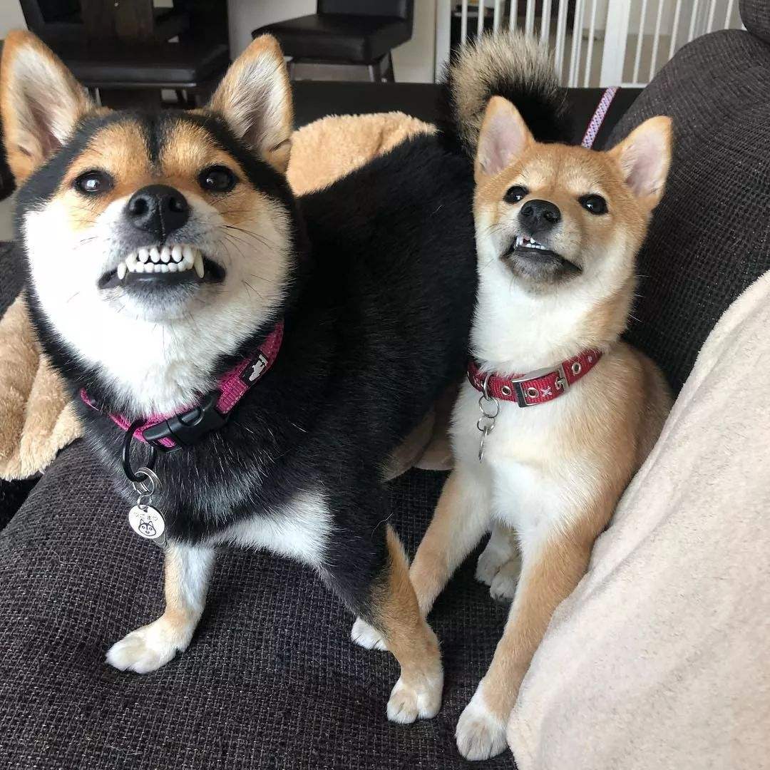 养公狗和母狗的区别你会怎么选,怎么分清公狗和母狗的区别