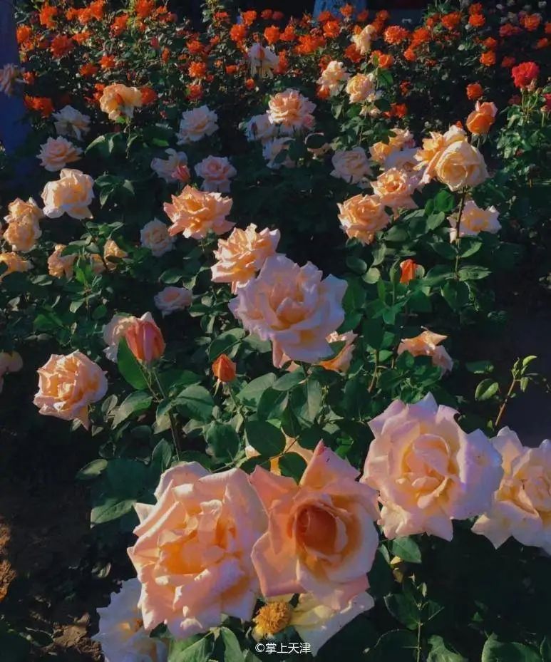 天津和平药业有限公司,天津和平有限公司